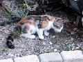 Caramel 07-05 038